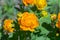 Yellow flowers. The Eastern Siberia. Russia. Latin Trollius