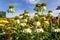 yellow flowers of Echinacea purpurea \\\'Sombrero Yellow\\\', in close up, in a natural outdoor setting. Cone flower