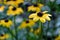 Yellow flowers of echinacea at the time of flowering in the garden.
