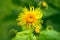 Yellow flowers of elecampane closeup.