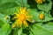 Yellow flowers of elecampane tall