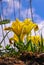 Yellow flowers, Endangered steppe plant pygmy iris or dwarf iris (Iris pumila), Red Book of Ukraine
