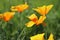 Yellow flowers of eschscholzia californica or golden californian poppy, cup of gold, flowering plant in family papaveraceae