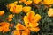 Yellow flowers of eschscholzia californica or golden californian poppy, cup of gold, flowering plant in family papaveraceae