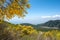 Yellow flowers of the Etna broom Genista aetnensis flowering on the slopes of Mount Vesuvius, Italy