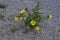 Yellow flowers of a evening primrose, also called Oenothera biennis or Gemeine Nachtkerze