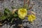 Yellow flowers of a evening primrose, also called Oenothera biennis or Gemeine Nachtkerze