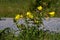 Yellow flowers of a evening primrose, also called Oenothera biennis or Gemeine Nachtkerze