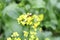 Yellow flowers of False pakchoi or Mock pakchoi and a insect.