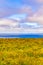 Yellow Flowers in a farm feild over Cliffs of Moher