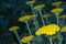 Yellow flowers of fernleaf yarrow in a summer garden