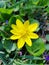 Yellow flowers Ficaria verna, with green leaves at spring. First yellow spring flowers