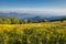 Yellow Flowers Field Appalachian Trail NC