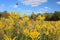 The yellow flowers in the field with a bee buzzing above.