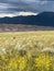 Yellow flowers in field at Great Sand Dunes in Colorado