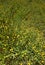 Yellow flowers in the field in spring