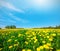 Yellow flowers field under blue cloudy sky