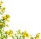 Yellow flowers Floral corner frame, isolated