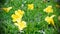Yellow flowers Flower background