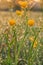 Yellow flowers and flower bud of a sharp buttercup