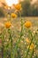 Yellow flowers and flower bud of sharp buttercups with green stems