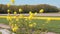 Yellow flowers in a flower field in Holland