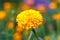 Yellow flowers, flower field, marigolds.