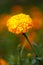 Yellow flowers, flower field, marigolds.