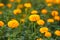 Yellow flowers, flower field, marigolds.