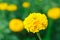 Yellow flowers, flower field, marigolds.