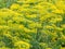 Yellow flowers on flowering dill herb