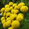 Yellow flowers formed like a heartðŸ’›