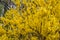 Yellow Flowers On Forsythia Bush