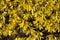 Yellow flowers Forsythia on the bush texture photo in spring