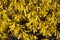 Yellow flowers Forsythia on the bush texture photo in spring