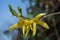 Yellow flowers of a Forsythia (Forsythia x intermedia)