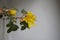 Yellow flowers of Fremontodendron californicum shrub