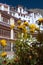 Yellow flowers in front of budhist monastery Rhizong, Ladakh, India