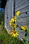 Yellow Flowers in front of Rustic Shed