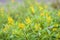 Yellow flowers of Galphimia Thryallis glauca Kuntze.