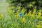 Yellow flowers of Galphimia Thryallis glauca Kuntze.