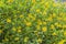 Yellow flowers of Galphimia Thryallis glauca Kuntze.