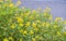 Yellow flowers of Galphimia Thryallis glauca Kuntze.