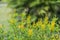 Yellow flowers of Galphimia Thryallis glauca Kuntze.