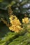 Yellow flowers in the garden