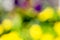 Yellow flowers in the garden - blurred background