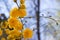 Yellow flowers in garden, Kerria Japonica, Japanese marigold bush, Pleniflora, Yamabuki , Japanese rose