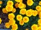 Yellow flowers in the garden. Marigold tagetes