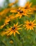 Yellow flowers in the garden, Rudbeckia in blossom