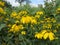 Yellow Flowers in the Garden in September